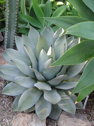 PlantConnection's profile picture. Interior Plant Specialist