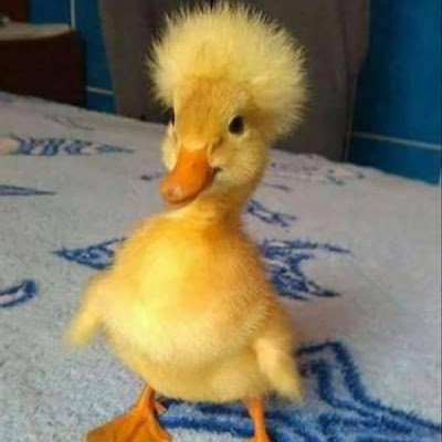 Funck3064's profile picture. 