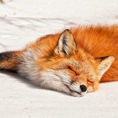 Emma | 24 | I’m a ginger. I like foxes. My personal account is private, so here we are. #corpsetwt let’s be moots 💜