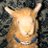 alpaca_wolf_