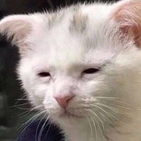 sarah (@shxtposting98) 's Twitter Profile