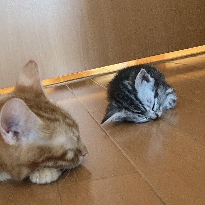 アメショーのターゲットに陥落してのアメショー飼い。虹組(1匹)合わせて7匹の下僕。末っ子は2021/8/17後十字靭帯完全断裂からのパテラgd2   2006/6産まれの病弱っ子2025大受に舵取り　2011/2産まれは私立進むが未知数男。