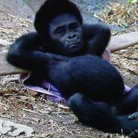 marimo3 (@marimo3desuzo) 's Twitter Profile