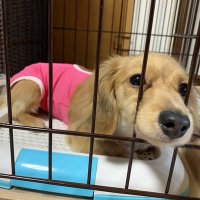 こーさかちあき (@chakizo4916) Twitter profile photo