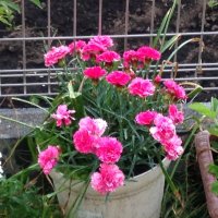 いつも (@mrjombxev6xdu9c) 's Twitter Profile Photo