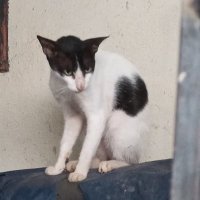 Kitten In Disguise| FILAY Endgame (@20181130_net) 's Twitter Profile
