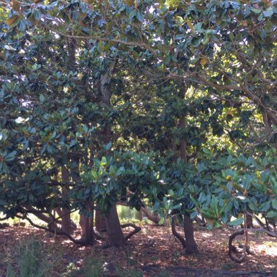 LupineLucy2's profile picture. 