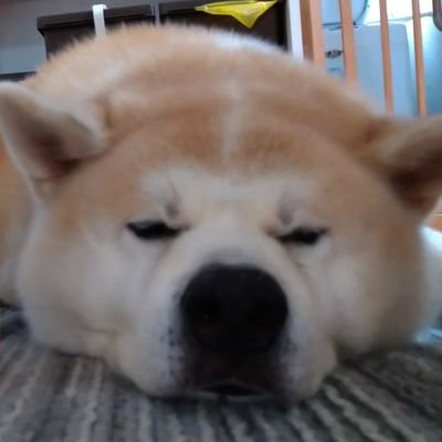 布団で寝るのが好きな秋田犬。ひそやかに、しかし確実に毎日甘えてきました。今は天国ですごしています🍠無断転載はやめてね!まぎらわしいけどオスだよ!名前はフジだよ!