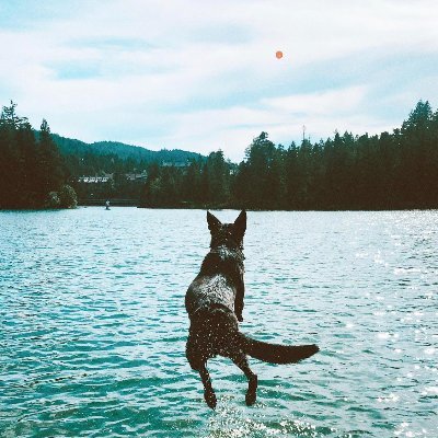 ravenloosdog's profile picture. i'm a good girl, i love my mama. i love playing ball and going out for a dip. WA born, BC bred, ON living.