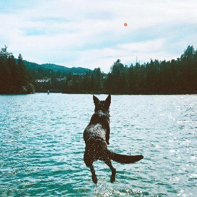 i'm a good girl, i love my mama. i love playing ball and going out for a dip. WA born, BC bred, ON living.