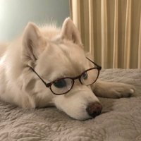 the dog's mum (@the_cats_mum) 's Twitter Profile Photo the dog's mum (@the_cats_mum) 's Twitter Profile Photo