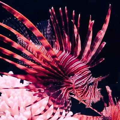 高1♀&中1♂を相手に、日々誤魔化しながら母ちゃんやってます。夫のご家族と同居もしている。仕事もしている。地域貢献にも励んでいる。いや、違う。頼まれると断れないだけ。母ちゃんになる前は仕事大好き人間。心理学を少々学んでいた。人が好き。とても好き。とにかく好き。大好き。