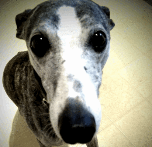 EvelynClick's profile picture. My name is Eve and I'm ten years old. I like warm blankets and walks around the block. I don't like Tigger because he gets in the yard and he's not supposed to.