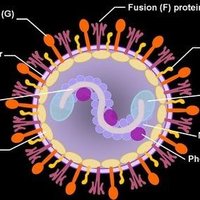 Respiratory Syncytial Virus (@respyspect) 's Twitter Profile