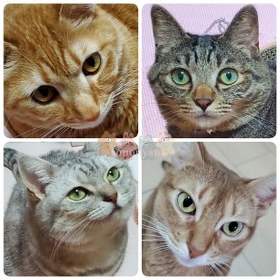 👸飼い主垢⤻ … ▶ねこのいる暮らし(🐈×4:みゅ-♂みゃ-♂(mix*兄弟):保護猫譲渡/あび♀(アﾋﾞｼﾆｱン)あめ♀(アﾒﾘｶﾝｼｮｰﾄﾍア):猫ｶﾌｪ廃業につき保護 #そのにゃんず ฅ•ω•ฅ♥