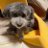 わんわんわんのアイコン