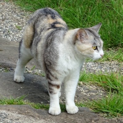 Beatles1Wings's profile picture. 🎌日本保守党員 No102000
　 長野県茅野市在住

🍏ビートルズ、🎸ギター、🐱ネコが大好き。