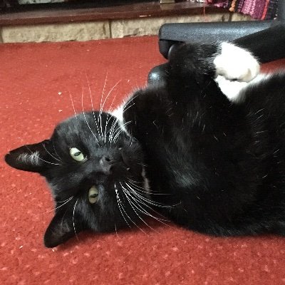 King of darkness. Adopted from the RSPCA. All round tough guy. #catsoftwitter