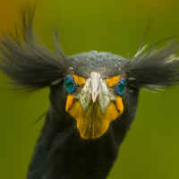 Rabid Cormorant - #ToriesOut #ToryBananaRepublic(@RabidCormorant) 's Twitter Profile Photo