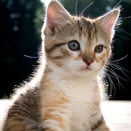 alwayssl's profile picture. 