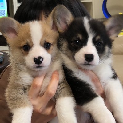コーギー兄弟のぽんとでんです🐶🐶無断フォローすみません 茶(ぽんすけ)と黒(でんすけ)コーギーの同腹兄弟で♂♂の組み合わせ♪ YouTubeも配信しています▶️ https://t.co/hx3bzmzw8r… 2021.1.14生まれです❗️ 是非お友達たくさん出来たら嬉しいです😊
