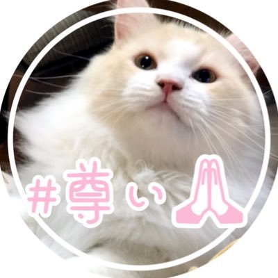 #猫 #ラガマフィン ♂ 🎂2017.9.18 🏠2018.3.22 ✎尻尾はいつもクルンと上向き♡ご機嫌で甘えん坊なストーカーきゃっとです₍˄·͈༝·͈˄₎◞ ̑̑ෆ⃛フォローいいねRTありがとうございます♡嬉しいです✿