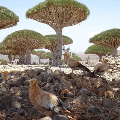 Socotra is globally renowned for its uniqueness. Frome the smallest beetle to the the largest trees, chance to see the nature of the island with us Socotra:soco