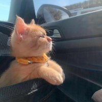 my_baghirofaa03💙🦋 (@ayt52993251) Twitter profile photo