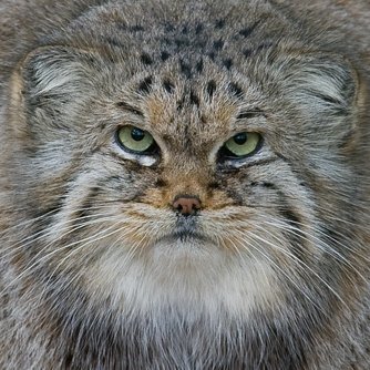 Posting curated Manul pictures daily.
A fresh Manul will be gently dropped into your timeline at 14:00 EST (19:00 CET). Material not my own. Not for profit.