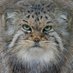 Daily Manul (@dailymanul) Twitter profile photo Daily Manul (@dailymanul) Twitter profile photo