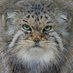 Daily Manul (@DailyManul) Twitter profile photo