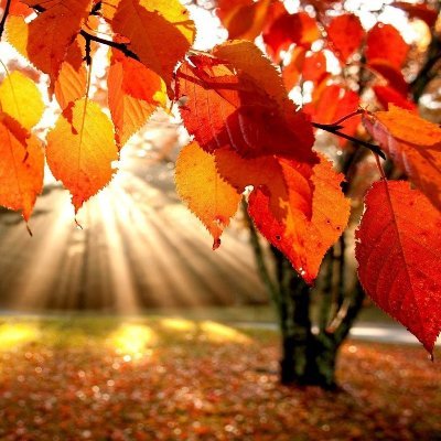 foreverautumn @ ao3 🍂 writing soft hannigram heals me 🖊️ all thoughts currently revolve around hannibal
