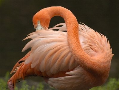 lafiamengo's profile picture. Lifelong Girl Scout, happily married mother of two great women. Black Lives Matter. LGBTQ friend/supporter. She/her/hers