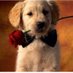 Amor mio (@nohely1309) Twitter profile photo Amor mio (@nohely1309) Twitter profile photo