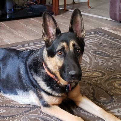 My name is Rudy! I'm a spoiled rotten GSD. I have EPI: Exocrine pancreatic insufficiency. Scamper, a miniature, long haired, dachshund, is my brother!
🐾🐾❤🐾🐾