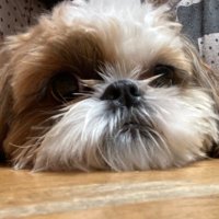 蓮 (@ren_ohayahhoo) 's Twitter Profile Photo