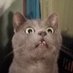 Кот Шурик из Беловежской пущи и его большая семья (@kotshurick) Twitter profile photo Кот Шурик из Беловежской пущи и его большая семья (@kotshurick) Twitter profile photo