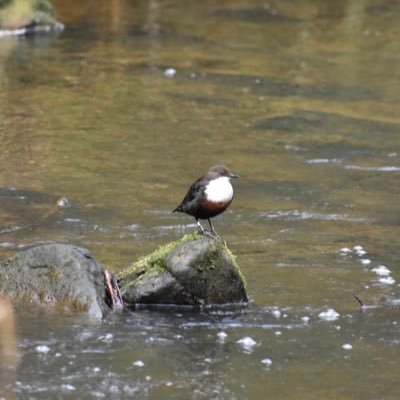 enjoy taking photos of wildlife, and landscapes. Using a Canon 90D. Retired from 30 wonderful years working on the frontline NHS