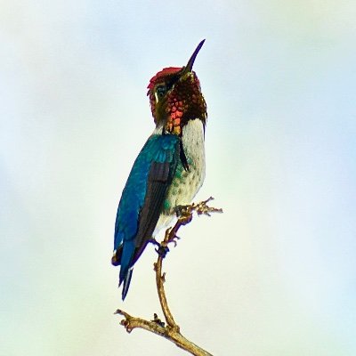 BirdingEastCuba Profile Picture