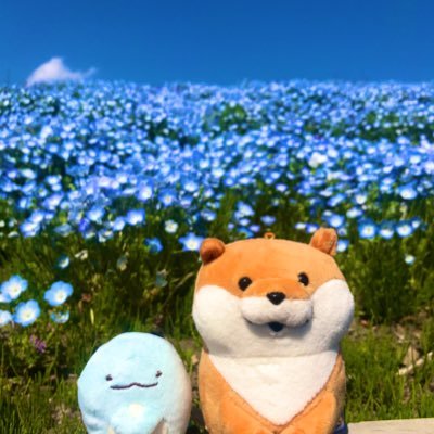 🌻可愛い嘘のカワウソ🌻シルバニアファミリーの赤ちゃん🌻うさぎとピスケ🌻ぴよこ豆🌻サンリオ 🌻バンドは浅く広く🌻ハロプロ🌻チキップダンサーズ🌻ガチャガチャ🌻なにわ男子🌻 ぬん友さんをゆるゆる募集しております、お気軽にフォロー、どうぞよろしくお願いします🐣