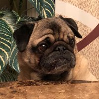 Pugmama(@LindaBeckenham) 's Twitter Profile Photo