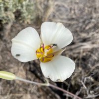 Nevada Silver (@nevadasilver) 's Twitter Profile