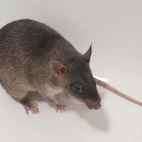 Madisonπ (@nycbunnymadison) 's Twitter Profile Photo Madisonπ (@nycbunnymadison) 's Twitter Profile Photo