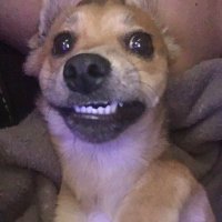 omarsito (@omarsit0o_) 's Twitter Profile