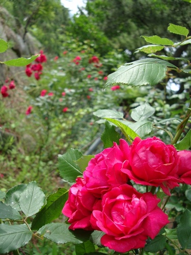 jujijs's profile picture. 노력하는 엄마에용