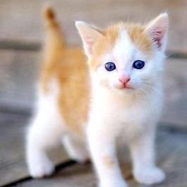 SUJITHA54851831's profile picture. 