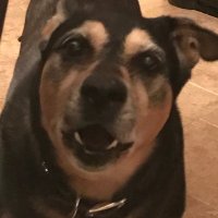 LoriG (@stillmyguy) 's Twitter Profile