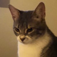 Caçambita (@gatocacambita) 's Twitter Profile