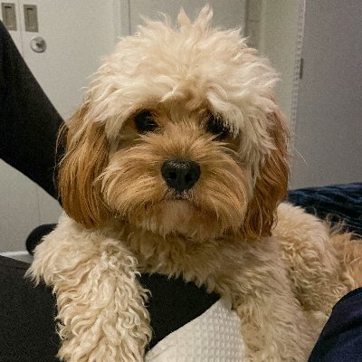 coldblooded_cb's profile picture. 