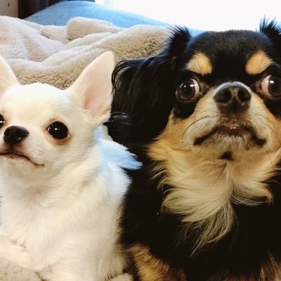 チワワのどんべいとはちべい コロコロにビビる犬 興味あるけどちょっと怖い時の変な動き 犬好きさんと繋がりたい チワワ おもしろ犬 チワワのどんべいとはちべい コロコロにビビる犬 興味あるけどちょっと怖い時の変な動き 犬好きさんと繋がりたい チワワ おもしろ犬